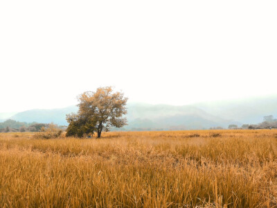 风景，秋夏，月亮