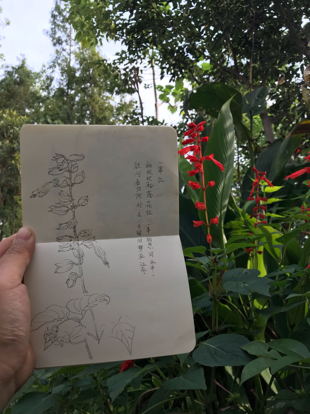 花卉写生