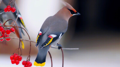 有reddit网友po的一只停靠在树枝上的太平鸟(Bohemian Waxwing)，太美了，就像在画里一样  丨摄影师 ​