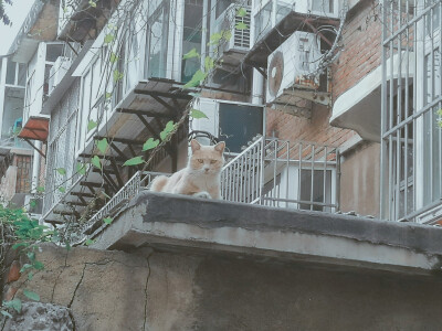 非常想和猫咪合照，同学刚拿起手机它就被吓跑了，好气哦。(^･ｪ･^)