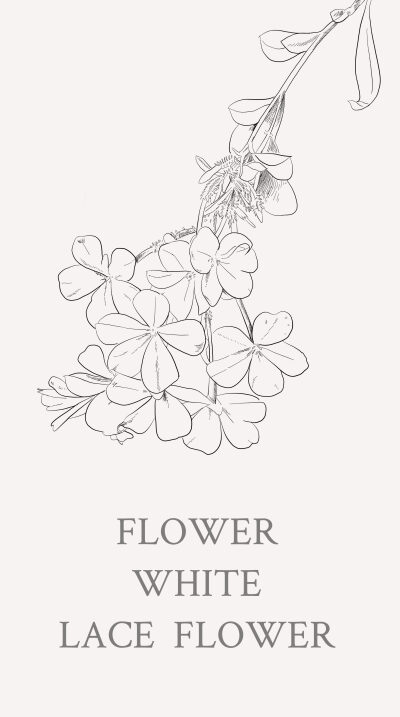 （这次更新真很久了，抱歉抱歉）白雪花，原产于印度、斯里兰卡，1645 年荷兰人引入台湾。分布于台湾全岛低海拔灌丛及草原；澎湖亦有。白雪花代表智慧，理性，是水瓶座的守护花。