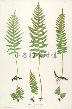 手绘复古蕨类植物叶子插画插图素描临摹样本JPG图片临摹素材23