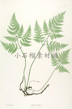 手绘复古蕨类植物叶子插画插图素描临摹样本JPG图片临摹素材23