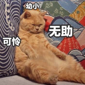 猫表情包