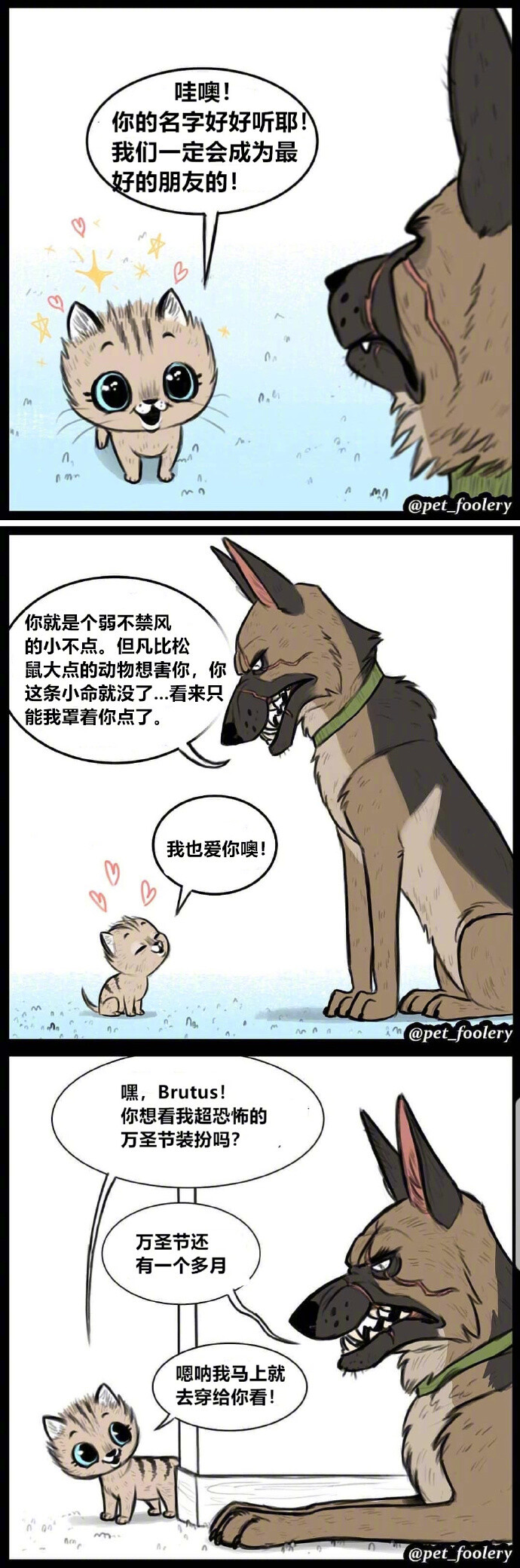 一只退役军犬和猫咪的故事.....ins：pet_foolery ​