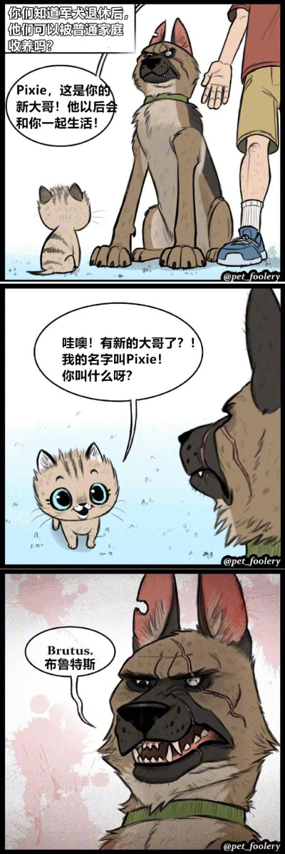 一只退役军犬和猫咪的故事.....ins：pet_foolery ​