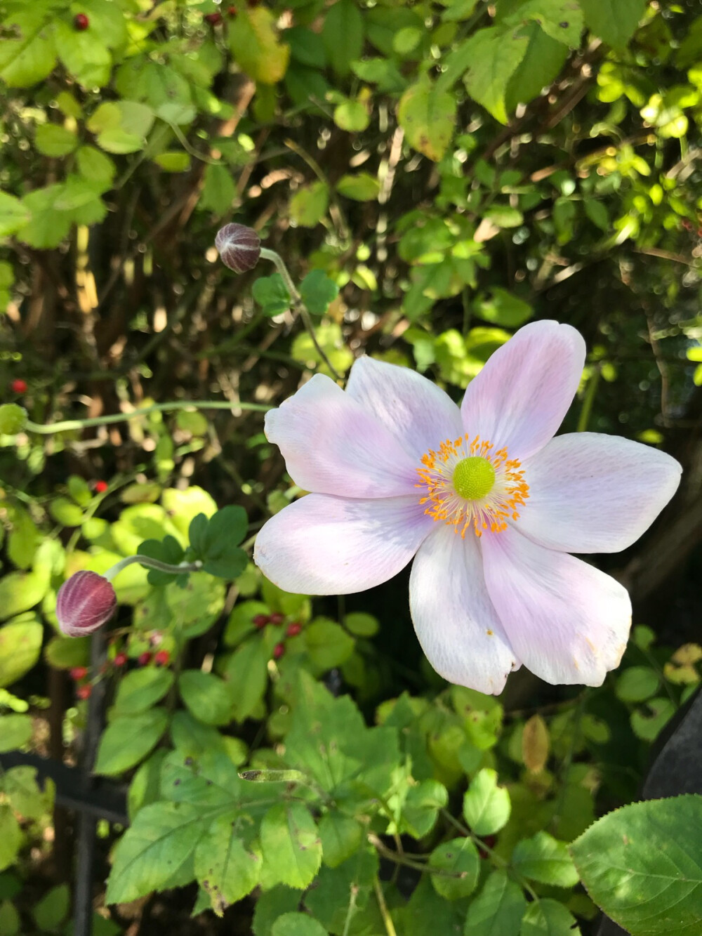 在萨尔斯堡拍到的野花，形色说是野棉花