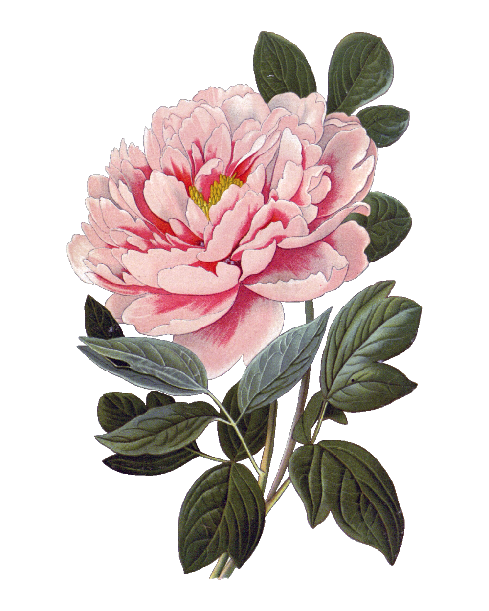 唯美花卉
