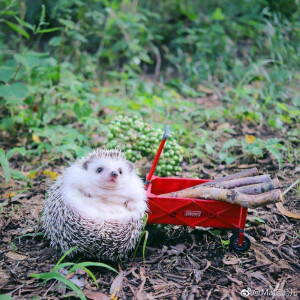 度假的小刺猬