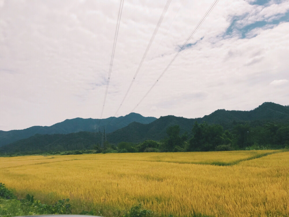 来景德镇看看水稻…… ​​​