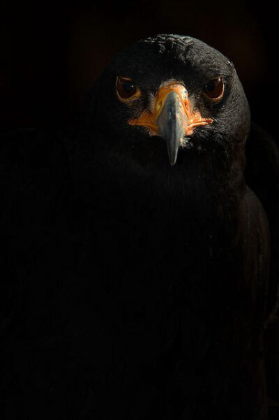 Black Eagle by Another Timothy on Flickr.