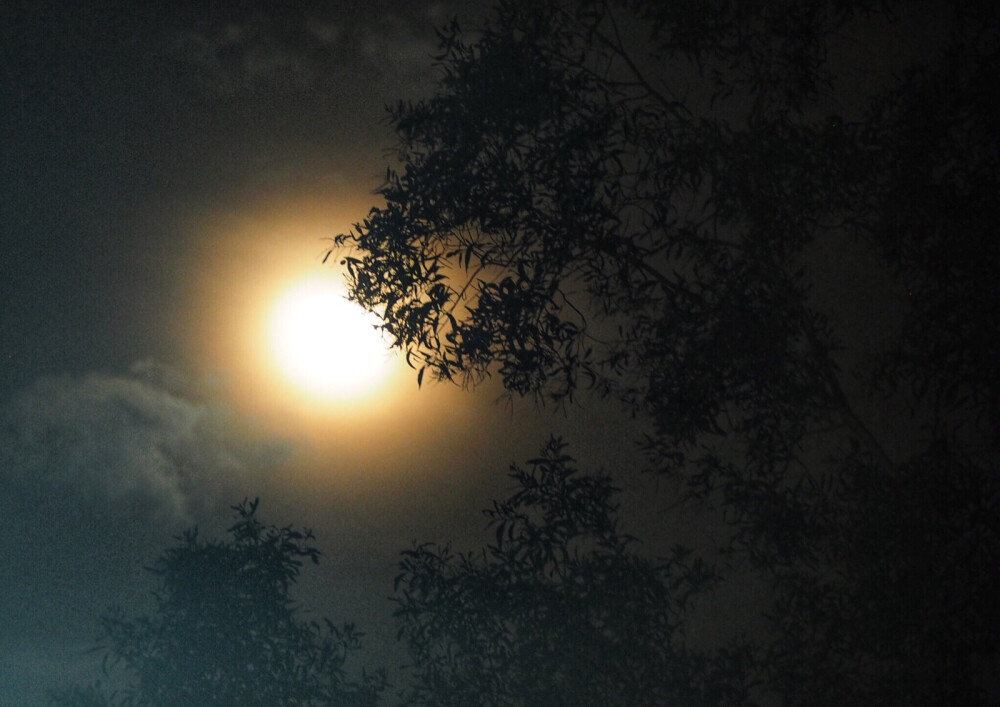 最近一次拍月亮是在八月初的甲米
夜里出来看星星 离海滩有段距离 夏夜里窸窸窣窣的虫鸣听着很舒服
老板走出来和我一起仰头看 问我要不要拍照
我说好 于是他支起了三脚架
长焦还不够长 就拍起了树梢的月亮
不过还是今晚十五的月亮圆啊 中秋快乐