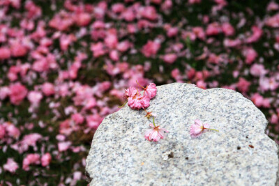 花开花落花无悔，缘来缘去缘如水。 花谢为花开，花飞为花悲。 花悲为花泪，花泪为花碎。 花舞花落泪，花哭花瓣飞。 花开为谁谢，花谢为谁悲。—— 李清照《残花》 ​