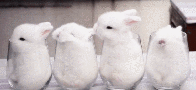 兔兔 雪球 萌物 萌宠