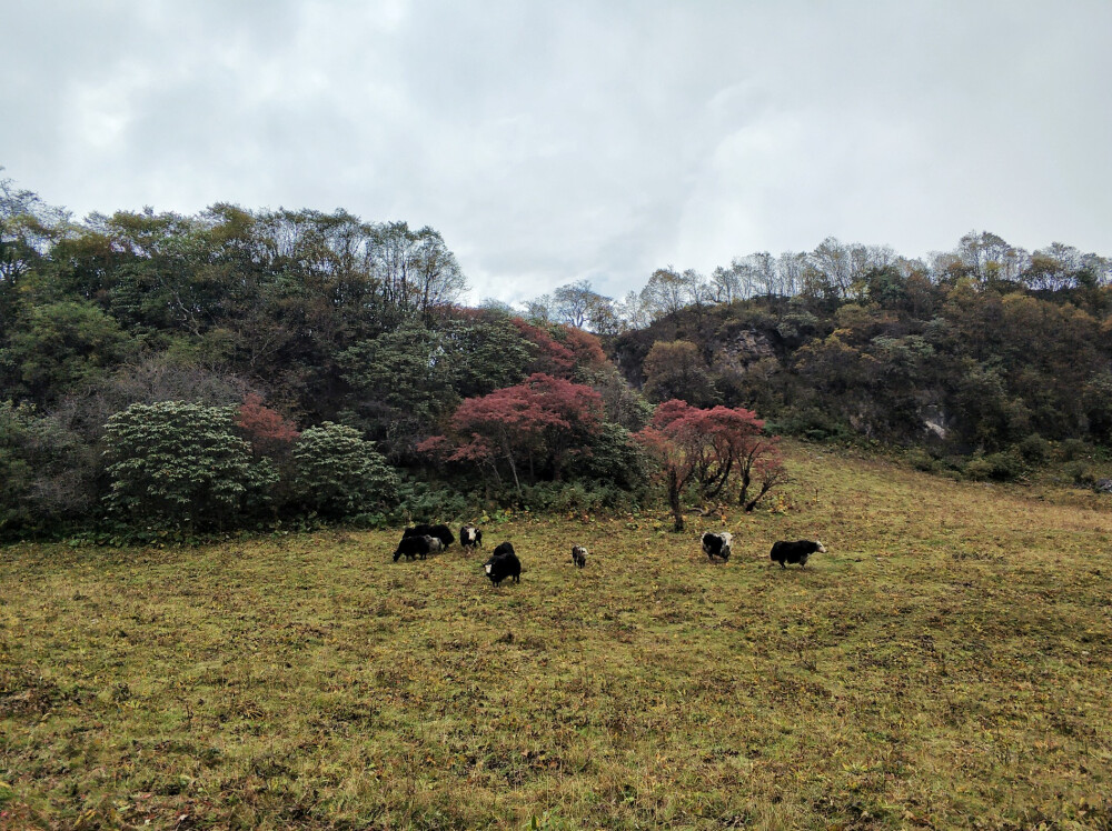 九顶山