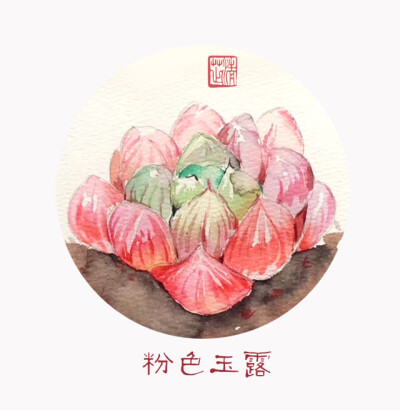 一组小清新多肉