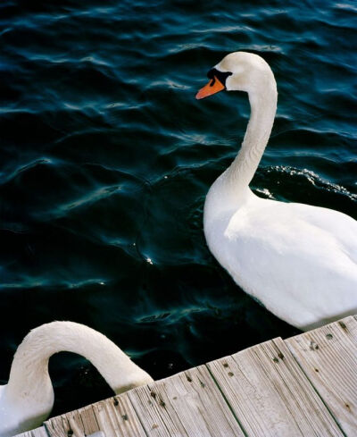 swan