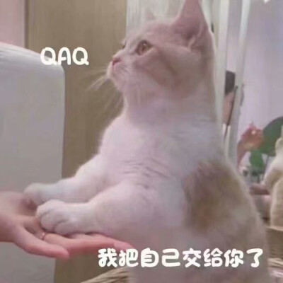 萌系猫