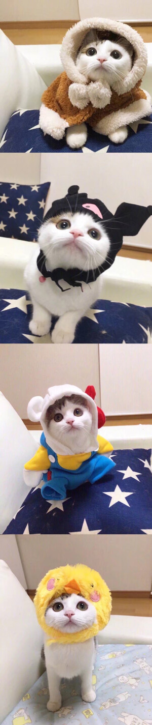 猫咪头像