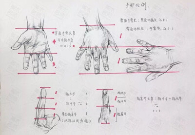 速写结构解析