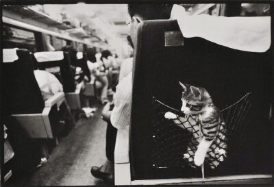 Photo : 深瀬昌久╱Masahisa Fukase ​