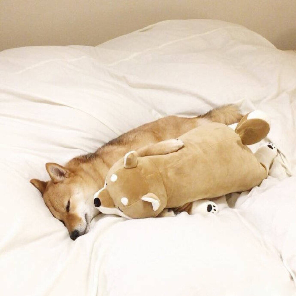 柴犬- 堆糖,美图壁纸兴趣社区