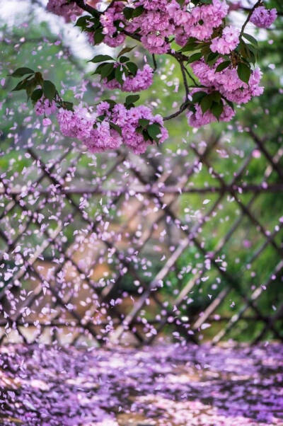 花景