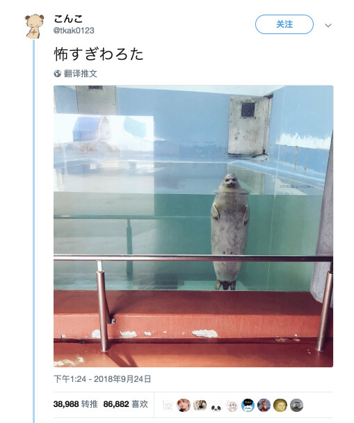 岛国一位网友表示在水族馆偶遇一只恐怖的海豹 站在水中投出冷酷的眼光！！网友们纷纷p图表示简直就是恐怖片现场！海豹：我就发个呆你们人类戏咋这么多！ ​