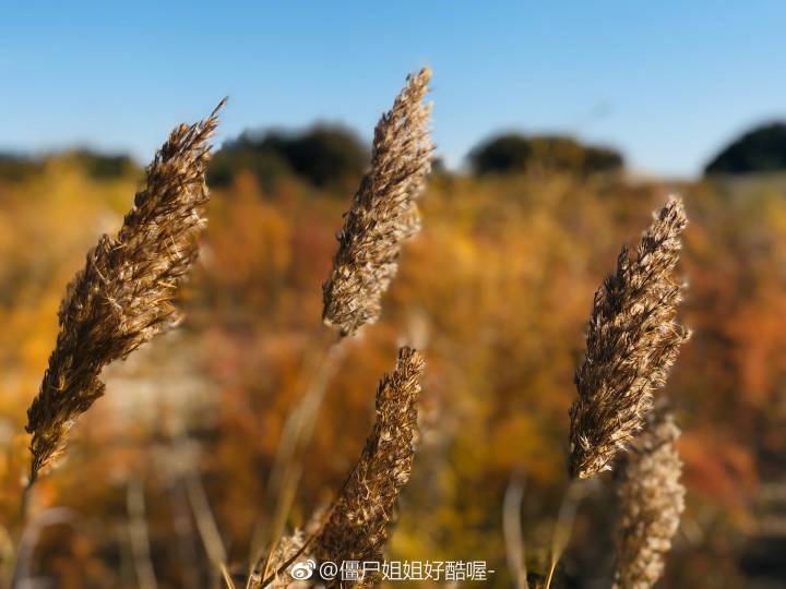 维吾尔语称胡杨为“托克拉克”-最美丽的树穿越了宇宙洪荒，凝炼了天地玄黄色彩饱和度极其令人满足与震撼！金塔的胡杨比起额济纳更加婀娜多姿，倒是像是大自然赠予沙漠的惊喜via：僵尸姐姐好酷喔- ​