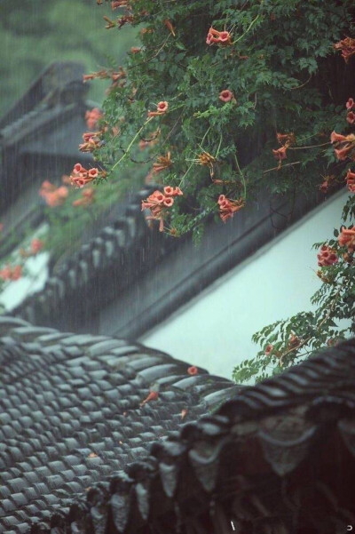 荷 雨 梅