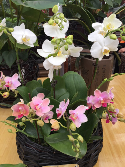 只需拈花一笑休闲处，万千心事落地成灰。 ​​​