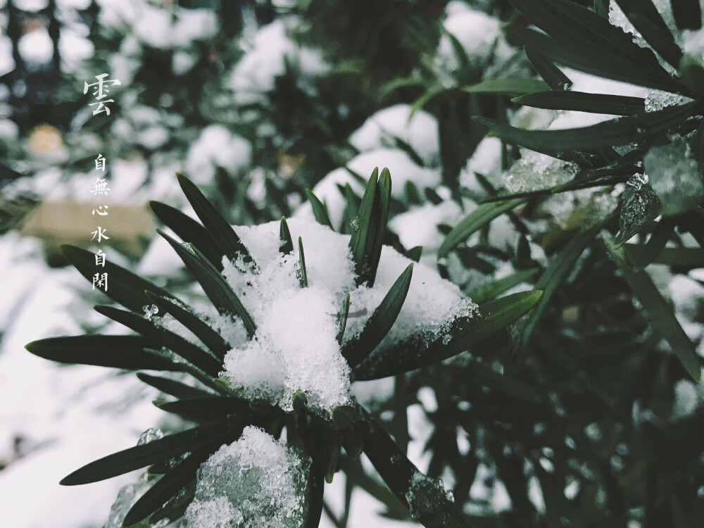 初雪