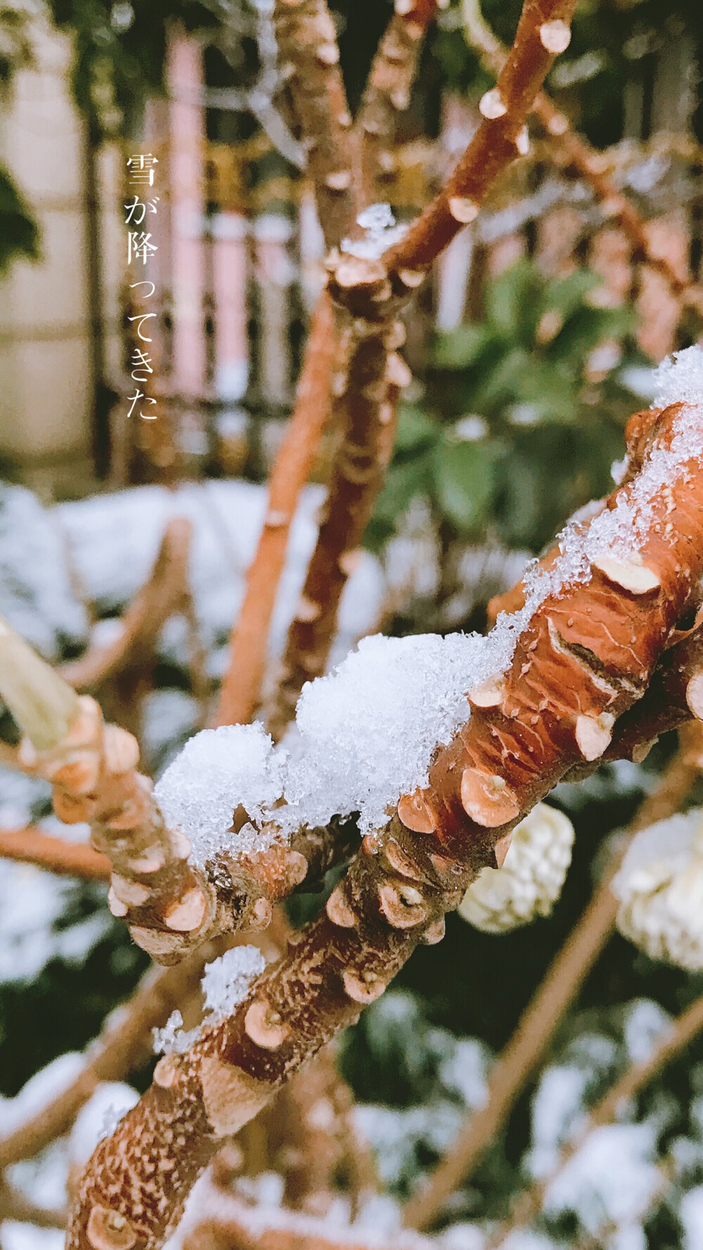 初雪