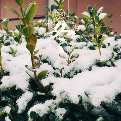 初雪