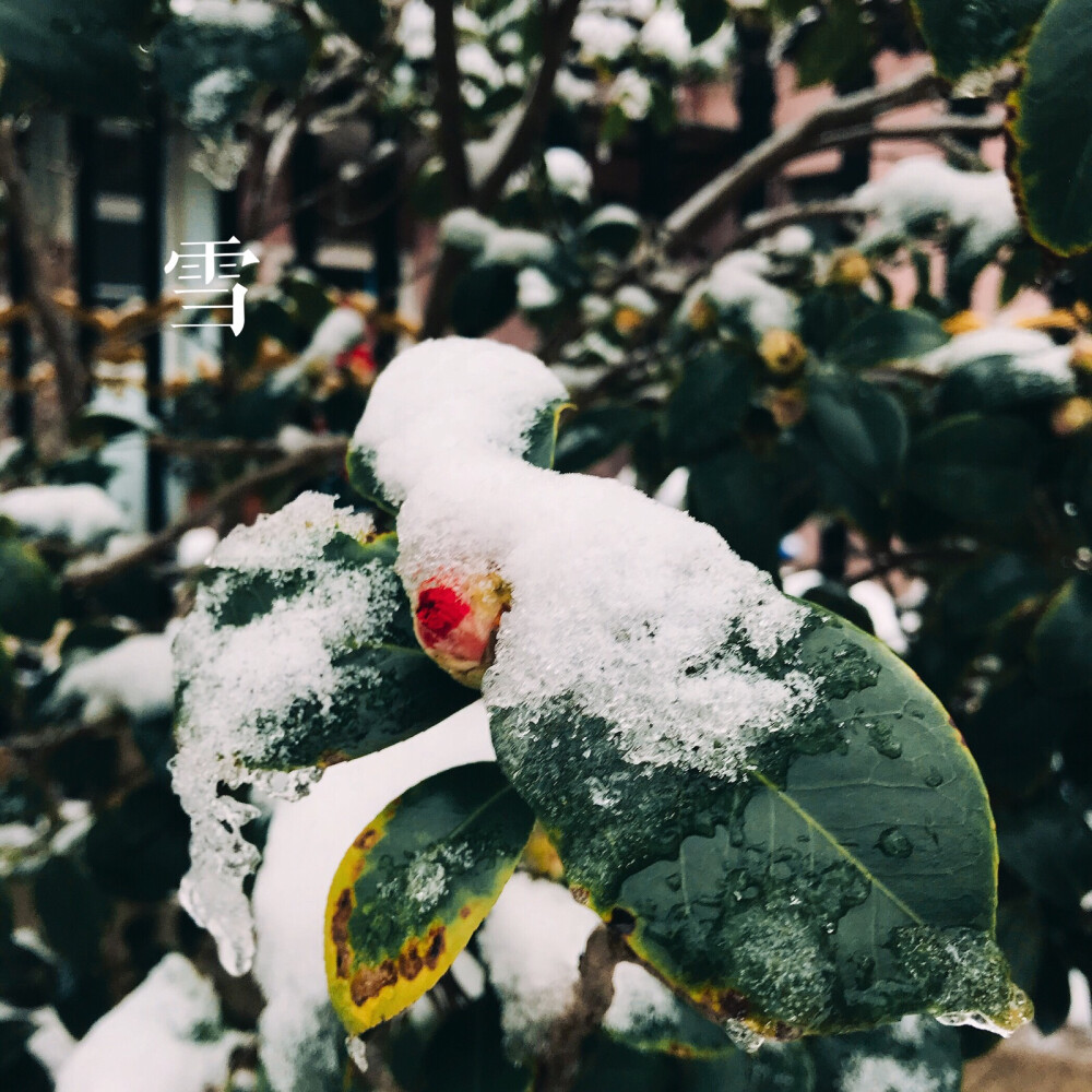 初雪