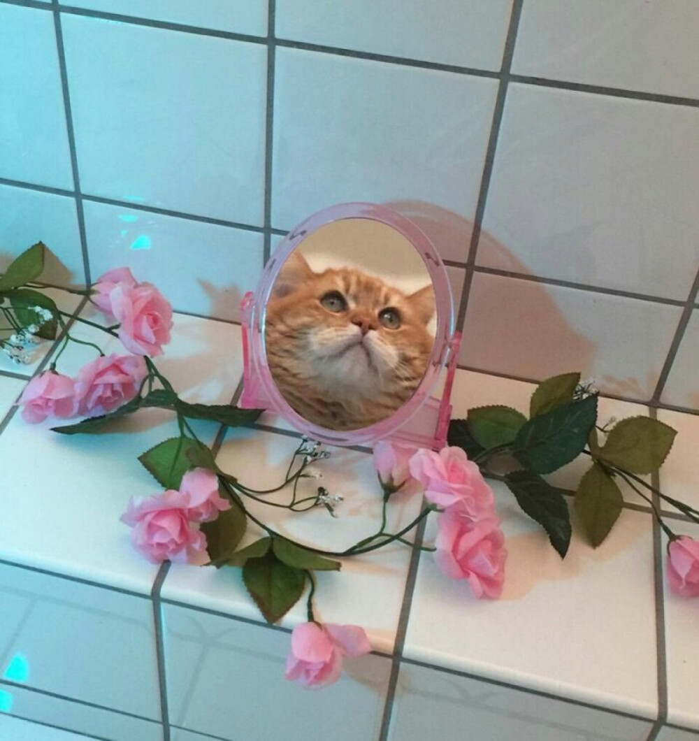 【虎斑收录】胶片 摄影 背景 美图 ❀想做你怀中猫 温柔又骄傲