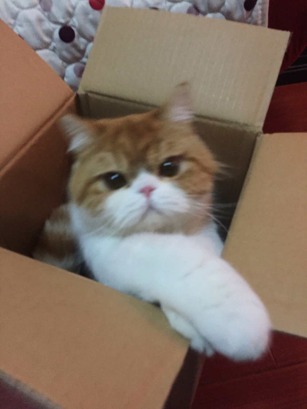 未解之谜之猫与箱子