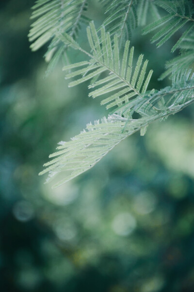 闲来赏花·金合欢属
photo by 川島云鶴