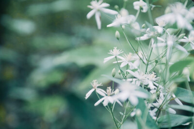 闲来赏花·铁线莲
photo by 川島云鶴