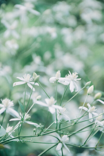 闲来赏花·铁线莲
photo by 川島云鶴