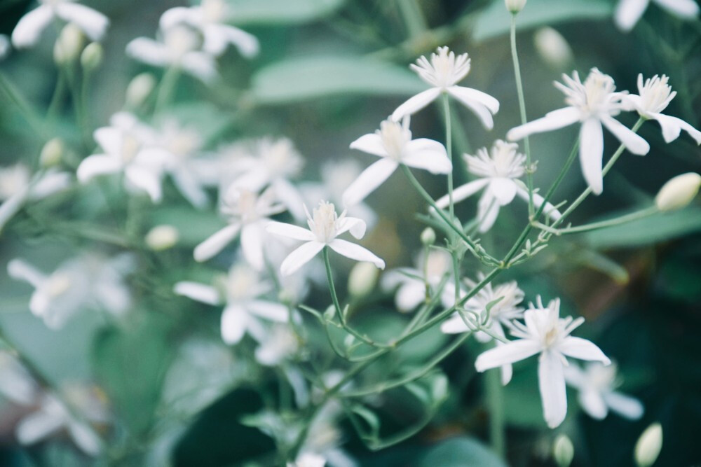 闲来赏花·铁线莲
photo by 川島云鶴