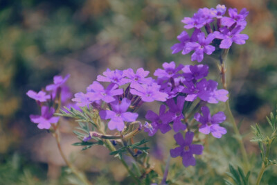 闲来赏花·美女樱
photo by 川島云鶴