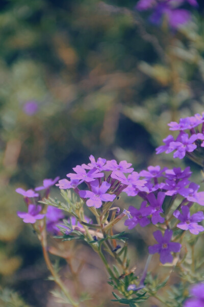 闲来赏花·美女樱
photo by 川島云鶴