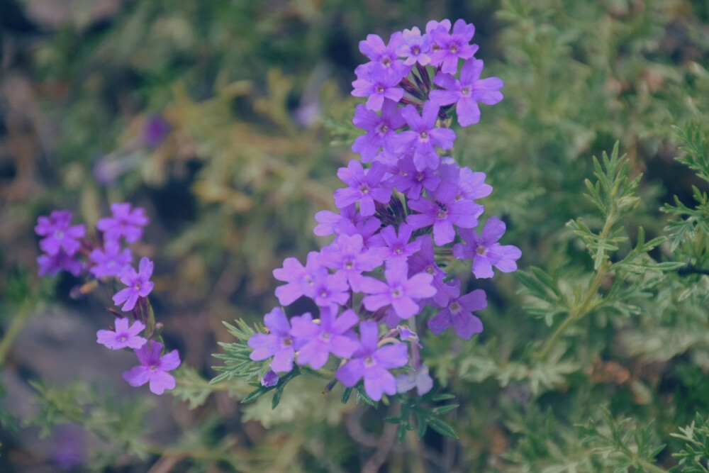 闲来赏花·美女樱
photo by 川島云鶴