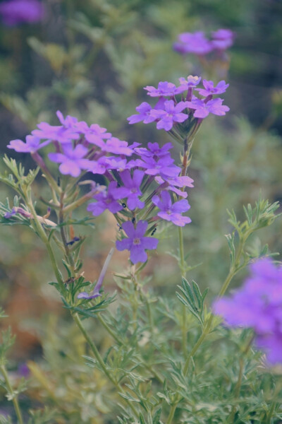 闲来赏花·美女樱
photo by 川島云鶴