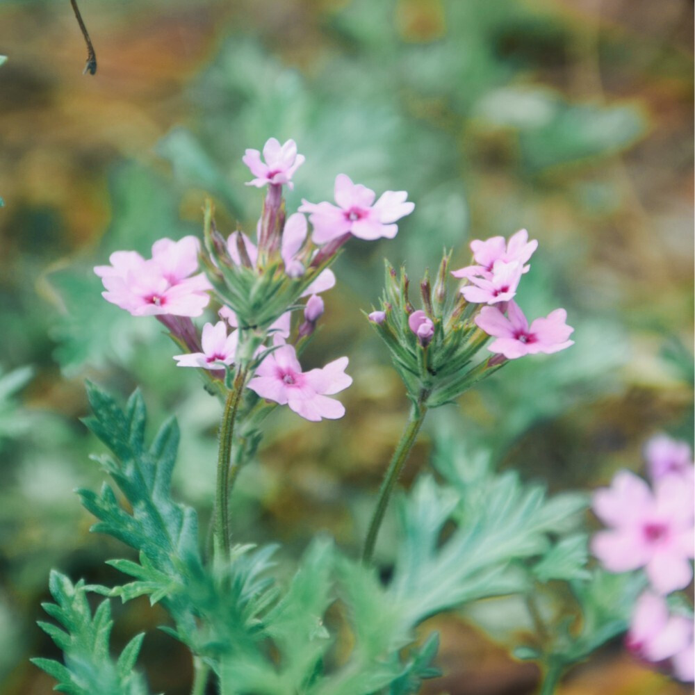 闲来赏花·美女樱
photo by 川島云鶴