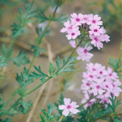 闲来赏花·美女樱
photo by 川島云鶴