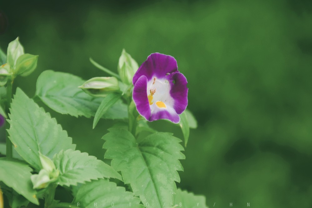 闲来赏花·夏堇
photo by 川島云鶴