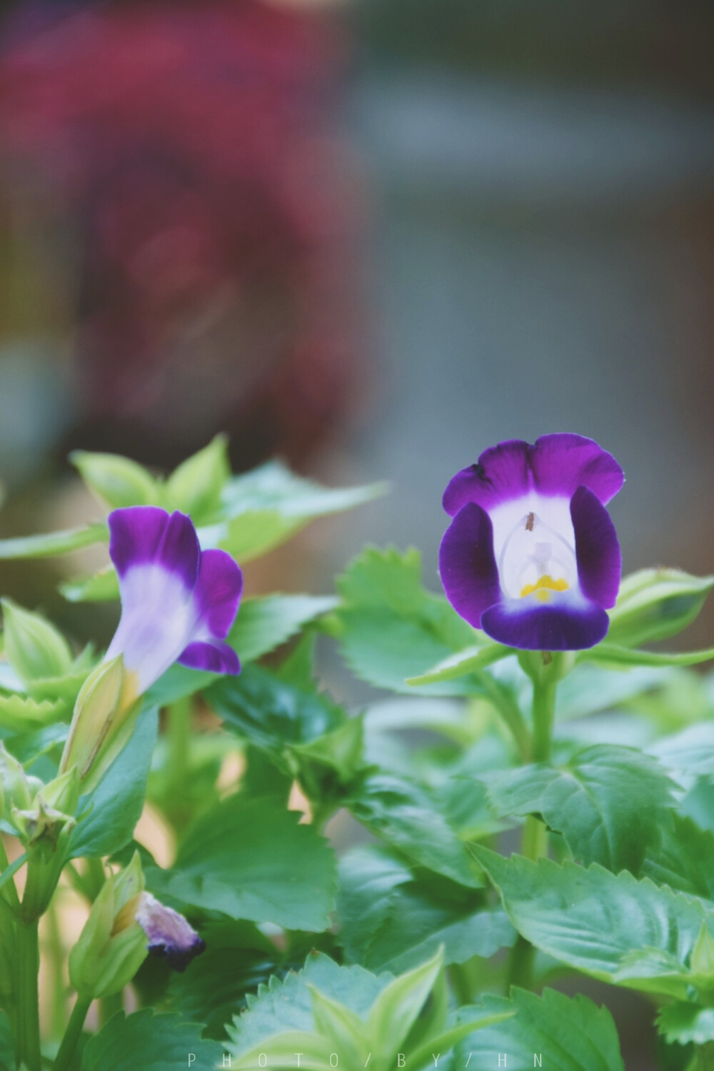 闲来赏花·夏堇
photo by 川島云鶴