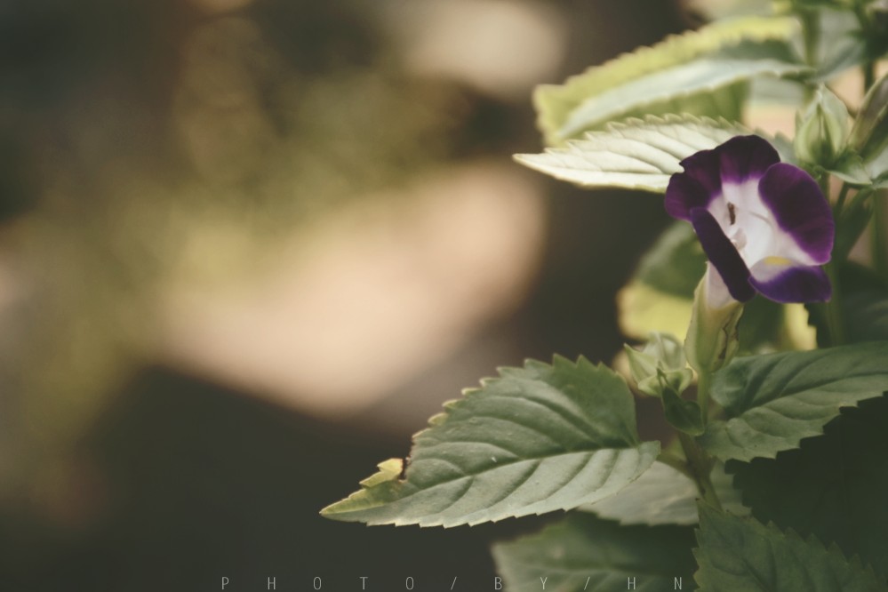 闲来赏花·夏堇
photo by 川島云鶴